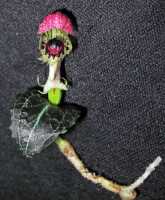 Corybas subalpinus: Corybas subalpinus P.Royen, photo Stephanie Pimm Lyon