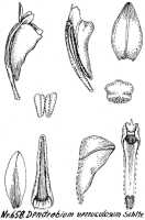 Dendrobium verruculosum: Dendrobium verruculosum Schltr., drawing R. Schlechter in Repert. Spec. Nov. Regni Veg. Beih. 21 (1923) t. 176, fig. 658