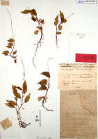 Crepidium fissum: Crepidium fissum (Schltr.) Szlach., as Microstylis floscularia J.J.Sm., herbarium sheet, Lam 940 (syntype specimen BO)