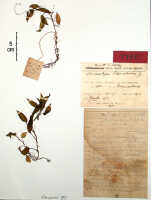Crepidium fissum: Crepidium fissum (Schltr.) Szlach., as Microstylis floscularia J.J.Sm.), herbarium sheet, Lam 1216 (syntype specimen BO)
