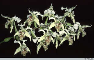 Dendrobium polysema: Dendrobium polysema Schltr., inflorescence, photo D. Titmuss, based on P. Spence cult., ex Agaun, PNG