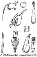 Mediocalcar versteegii: Mediocalcar versteegii J.J.Sm. subsp. versteegii (as Mediocalcar angustifolium Schltr.), drawing R. Schlechter in Repert. Spec. Nov. Regni Veg. Beih. 21 (1923) t. 84, fig. 310