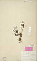 Dendrobium appendicula: Dendrobium appendicula Schltr., isotype specimen: Schlechter 18137 (L)
