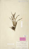 Dendrobium iboense: Dendrobium iboense Schltr., isosyntype specimen: Schlechter 17799 (L)