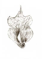 Dendrobium iteratum: Dendrobium iteratum J.J.Sm., drawing J.J. Smith, based on Stein 575