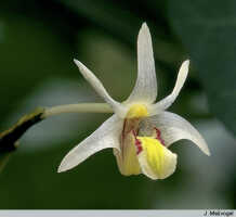 Dendrobium tropidophorum: Dendrobium tropidophorum Schltr., flower, photo J. Meijvogel, based on Leiden cult. 32170