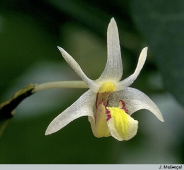 Dendrobium tropidophorum