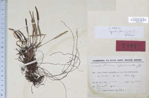Dendrobium aprinoides: Dendrobium aprinoides J.J.Sm., type specimen: Lam 1435 (holo L)