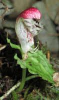 Corybas subalpinus: Corybas subalpinus P.Royen, photo Stephanie Pimm Lyon