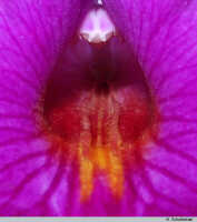 Arundina graminifolia: Arundina graminifolia (D.Don) Hochr., flower detail, from Leiden cult.