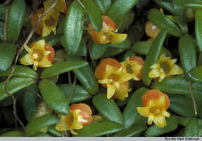 Mediocalcar decoratum: Mediocalcar decoratum Schuit., habit, photo Royal Botanic Garden Edinburgh, based on Edinburgh cult. 721370