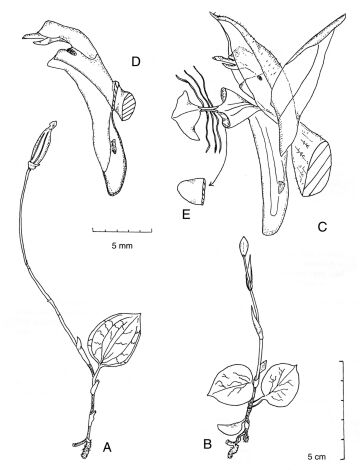 Anoectochilus rhombilabius