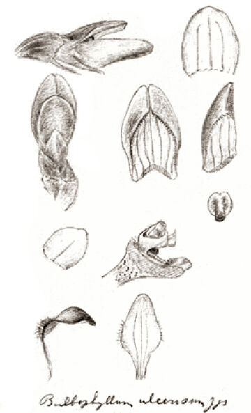 Bulbophyllum tortuosum