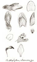 Bulbophyllum tortuosum: Bulbophyllum ulcerosum J.J.Sm., floral analysis, drawing J.J. Smith, from von Römer 809