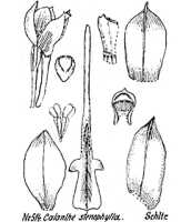 Calanthe stenophylla: overview picture