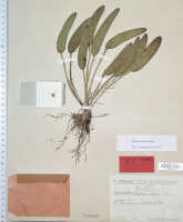 Dendrobium versteegii: Dendrobium versteegii J.J.Sm., as Cadetia obliqua Schltr., type specimen: Schlechter 19970 (iso L)