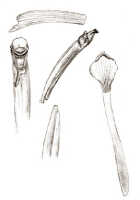 Glomera grandiflora: Glomera grandiflora J.J.Sm., drawing J.J. Smith, from von Römer 1292