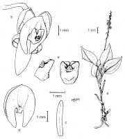 Crepidium umbonatum: Crepidium umbonatum (Schltr.) Szlach. (as Pseudoliparis umbonata (Schltr.) Szlach. & Marg.). Drawing by Szlachetko in Adansonia 21 (1999) 277