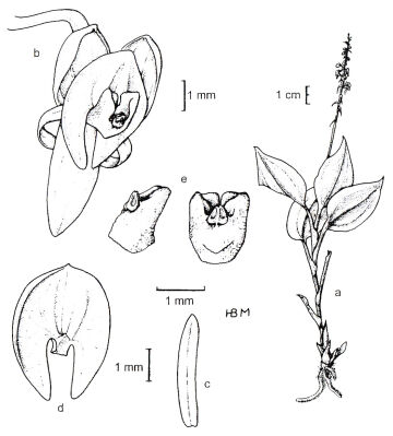 Crepidium umbonatum