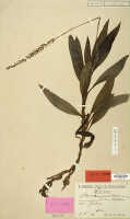 Hylophila gracilis: Hylophila gracilis Schltr., herbarium sheet, Schlechter 20005, isotype specimen (L)
