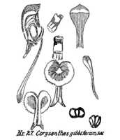 Corybas gibbifer: overview picture