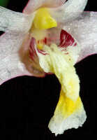 Dendrobium phalangium: Dendrobium phalangium Schltr.,column and lip, oblique front view, photo Ed de Vogel, Leiden cult. 20031793 (Harris 1726), from Papua New Guinea, Central Highlands Prov.