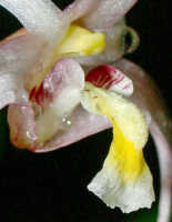 Dendrobium phalangium: Dendrobium phalangium Schltr.,column and lip, oblique lateral view, photo Ed de Vogel, Leiden cult. 20031793 (Harris 1726), from Papua New Guinea, Central Highlands Prov.