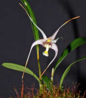 Dendrobium phalangium: Dendrobium phalangium Schltr., plant habit, photo Ed de Vogel, Leiden cult. 20031793 (Harris 1726), from Papua New Guinea, Central Highlands Prov.