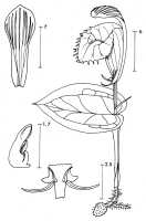 Corybas calliferus: Corybas calliferus (J.J.Sm.) Schltr., draughtsperson not known, possibly Pieter van Royen, in Phanerog. Monogr. 16 (1983) 34, fig. 4
