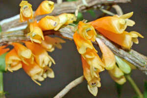 Dendrobium verruculosum: Dendrobium verruculosum Schltr., inflorescences, front view, photo Ed de Vogel, Leiden cult. 20080675 (National Capital Botanic Garden Port Moresby), from Papua New Guinea, locality not known