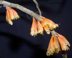 Dendrobium verruculosum: Dendrobium verruculosum Schltr., stem with inflorescences, photo Ed de Vogel, Leiden cult. 20080675 (National Capital Botanic Garden Port Moresby), from Papua New Guinea, locality not known