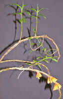 Dendrobium verruculosum: Dendrobium verruculosum Schltr., plant habit, photo Ed de Vogel, Leiden cult. 20080675 (National Capital Botanic Garden Port Moresby), from Papua New Guinea, locality not known