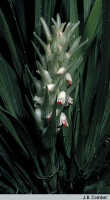 Styloglossum rhodochilum var. reconditiflorum: Styloglossum  rhodochilum (Schltr.) T.Yukawa & P.J.Cribb var. reconditiflorum (J.J.Sm.) T.Yukawa & P.J.Cribb, inflorescence, photo J. Comber, from Highland Orchid Collection, Laiagam