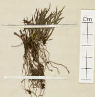 Dendrobium nardoides: Dendrobium nardoides Schltr., detail of isotype specimen: Schlechter 