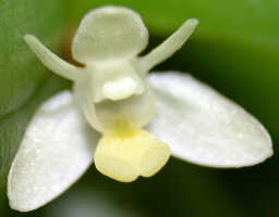 Dendrobium rumphiae: Dendrobium rumphiae Rchb.f., flower, front view, photo Ed de Vogel, Leiden cult. 20031779 (Harris 1745), from Papua New Guinea, Central Highlands Prov.
