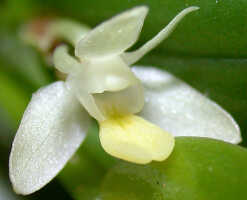 Dendrobium rumphiae: Dendrobium rumphiae Rchb.f., flower, oblique lateral view, photo Ed de Vogel, Leiden cult. 20031779 (Harris 1745), from Papua New Guinea, Central Highlands Prov.
