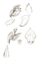 Phreatia scandens: Phreatia scandens J.J.Sm., floral analysis, drawing J.J. Smith, from de Kock 98