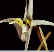Dendrobium aratriferum: Dendrobium aratriferum J.J.Sm., flower detail, photo B. Kieft, based on Leiden cult. 32157