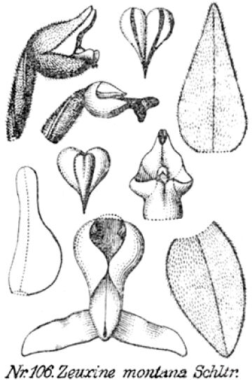 Zeuxine montana