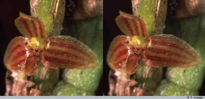 Bulbophyllum dawongense: Bulbophyllum dawongense J.J.Sm., flower, oblique front view, photo P. Jongejan, collection Royal Botanic Gardens, Kew, cult. P. Jongejan 1133