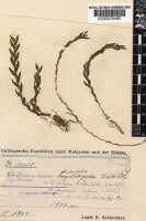 Octarrhena falcifolia: Octarrhena falcifolia (Schltr.) Schuit., as Chitonanthera falcifolia Schltr., herbarium sheet, Schlechter 14010 (isotype specimen K), photo copyright the Board of Trustees of the Royal Botanic Gardens, Kew