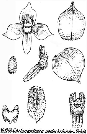 Octarrhena podochiloides