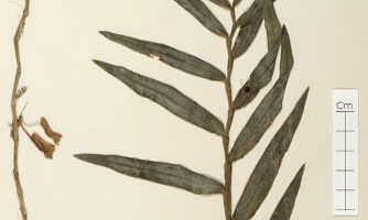 Dendrobium obtusum: Dendrobium fornicatum Schltr. (= Dendrobium obtusum Schltr.), detail of paratype specimen: Schlechter 19722 (L)