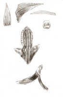 Dendrobium lonchigerum: Dendrobium lonchigerum Schltr. (as Dendrobium simplicicaule J.J.Sm.), drawing J.J. Smith, based on Bogor cult. (Lorentz Exp., Rachmat 459) 288