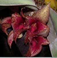 Bulbophyllum macrobulbum: Bulbophyllum macrobulbum J.J.Sm., inflorescence, photo E.F. de Vogel, Leiden cult. 32052