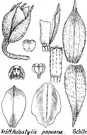 Calanthe papuana