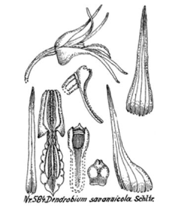 Dendrobium savannicola