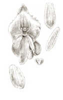 Crepidium grandiflorum: Crepidium grandiflorum (J.J.Sm.) Szlach. (as Microstylis grandiflora J.J.Sm.), floral analysis, drawing J.J. Smith, based on Gibbs 5595