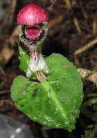 Corybas subalpinus: Corybas subalpinus P.Royen, photo Stephanie Pimm Lyon