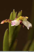 Podochilus scalpelliformis: Podochilus scalpelliformis Blume, top of flowering stem, photo A. Schuiteman, based on Leiden cult. 20031643